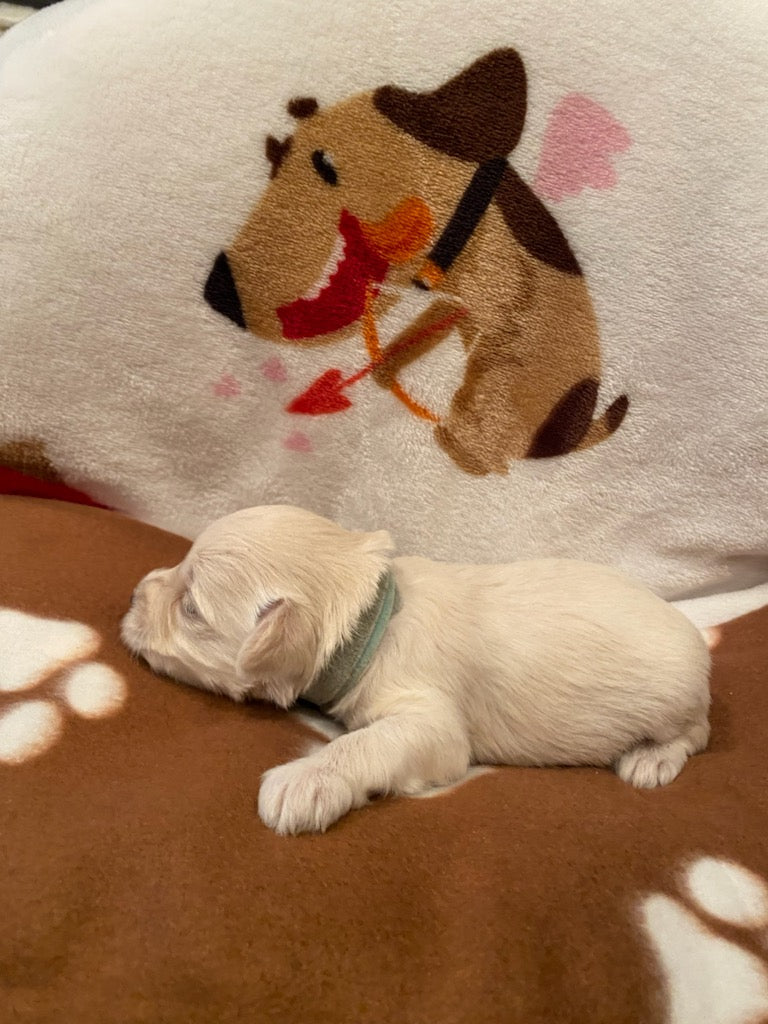 Male Mini Schnauzers' Puppy (Blue)