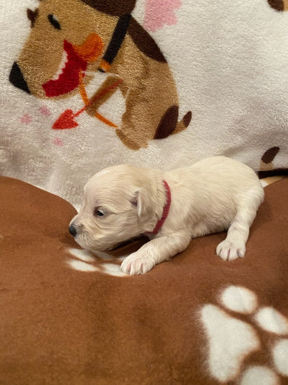 Female Mini Schnauzers' Puppy (Hot Pink)