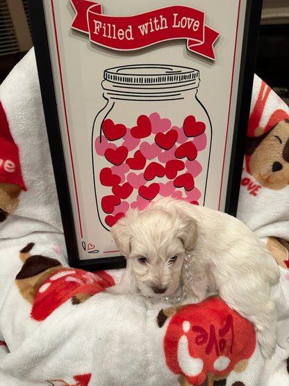 Female Mini Schnauzers' Puppy (Pink)