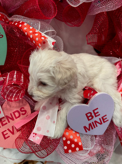 Female Mini Schnauzers' Puppy (Pink)