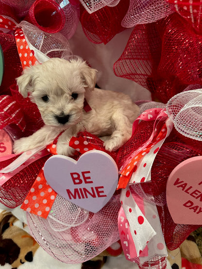 Female Mini Schnauzers' Puppy (Hot Pink)